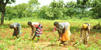 Mujeres agricultoras de Bérégadougou (Burkina Faso)